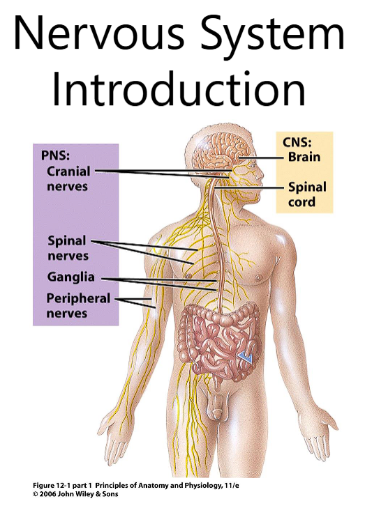 <p>cranial nerves: PNS</p><p>spinal nerves: PNS</p><p>peripheral nerves: PNS<strong> </strong></p>