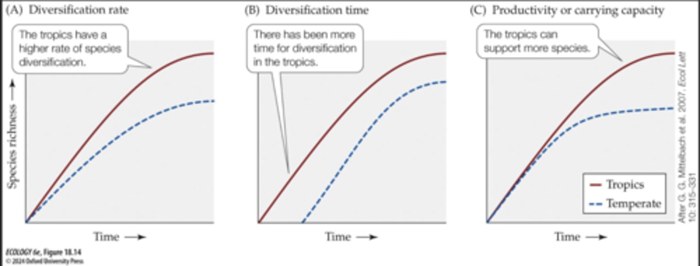 <p>tropics have higher productivity/carrying capacity</p><p>- lower extinction rates, coexistence, and higher overall richness contribute to higher terrestrial productivity</p>