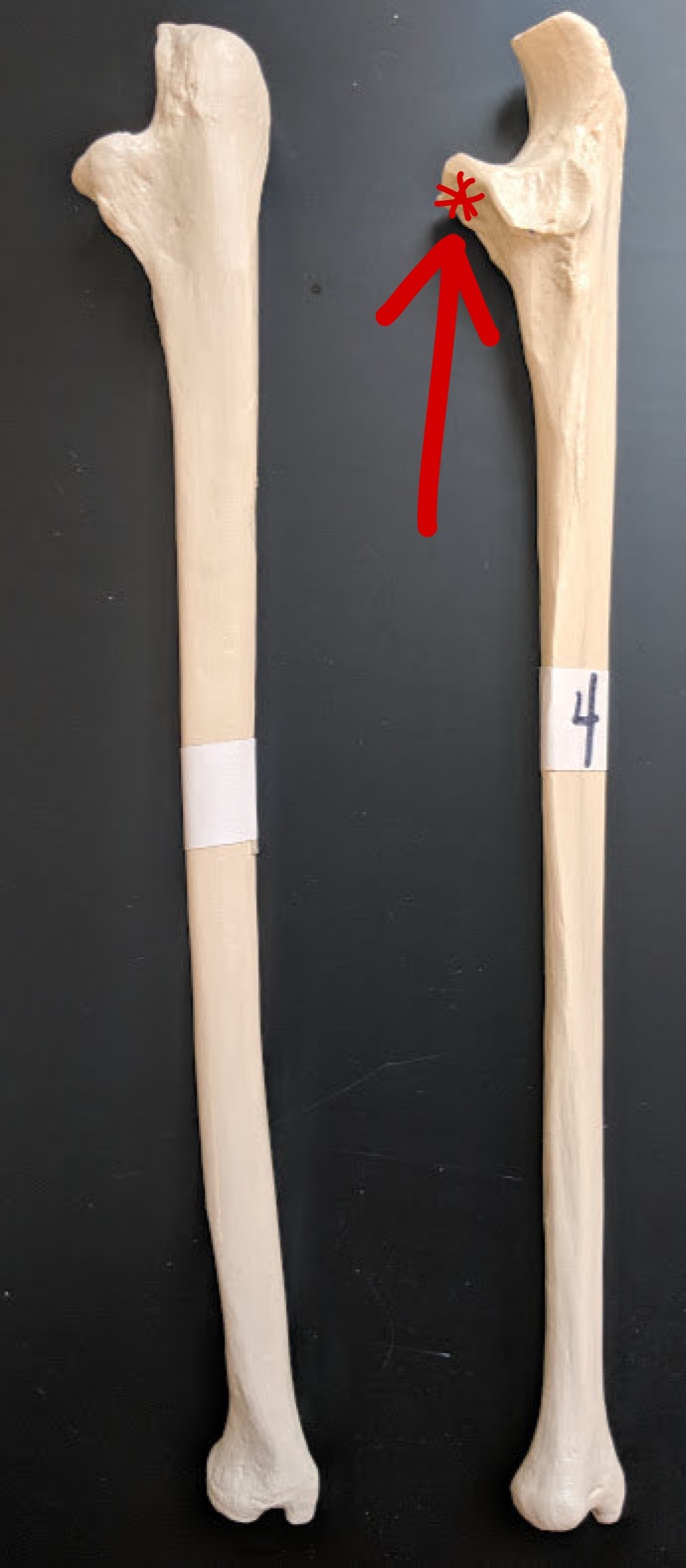 <p>Name this structure</p>