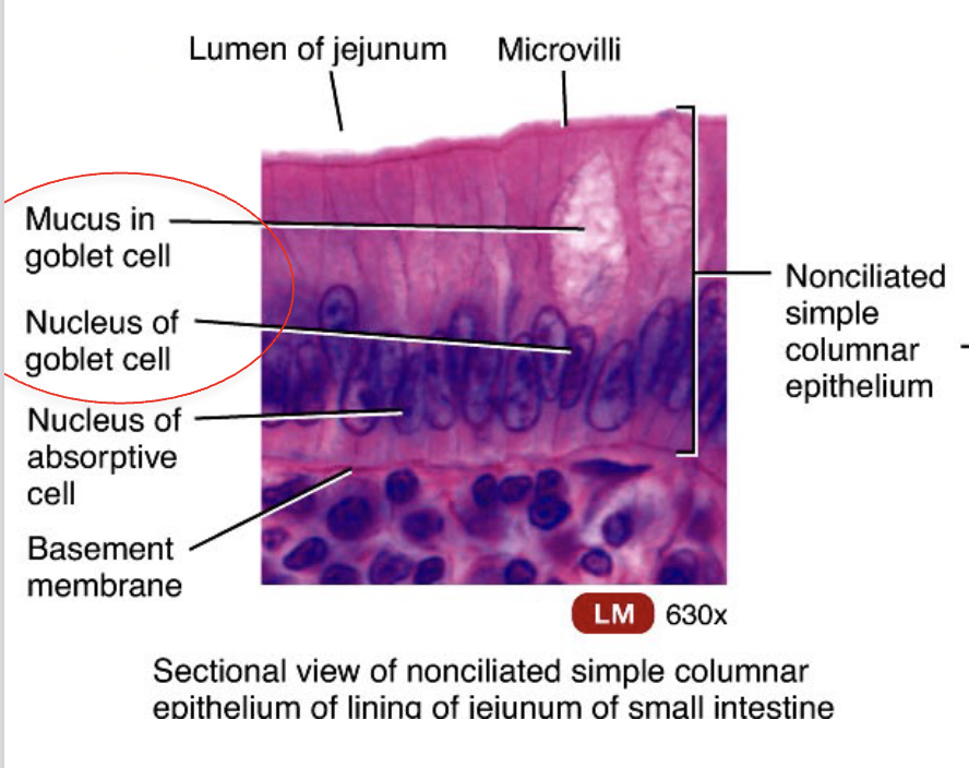 <ul><li><p>they live in the G.I. tract</p></li><li><p>they live on nonciliated simple columnar epithelium</p></li><li><p>increase surface area and is the site of absorption </p></li><li><p>looks like finger-like projections on apical surface (doesn’t move) </p></li></ul><p></p>