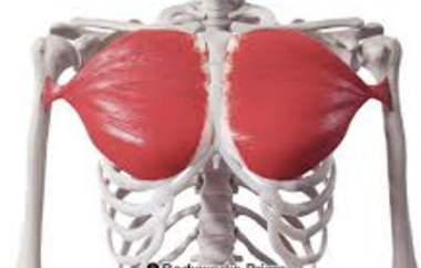 <ul><li><p>anterior chest</p></li><li><p>flexion, adduction, arm rotation at shoulder</p></li></ul><p></p>