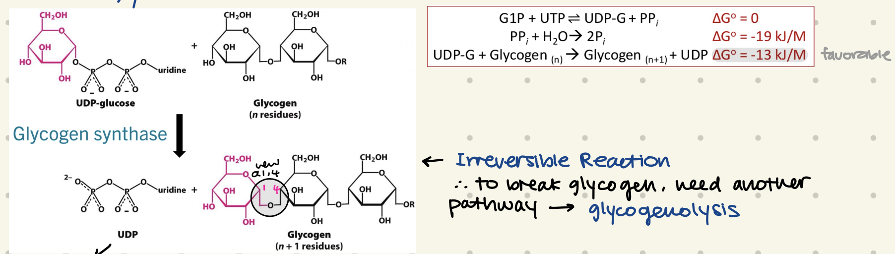 <ul><li><p>adds UDP-glucose to <strong>non-reducing ends</strong> of glycogen chain, creating new <strong>α-1,4</strong> glycosidic bond</p><ul><li><p>irreversible reaction (another pathway needed to break glycogen)</p></li></ul></li></ul><p></p>