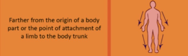 <p>refers to a position that is farther from the point of attachment or origin, typically used in the context of limbs. </p>
