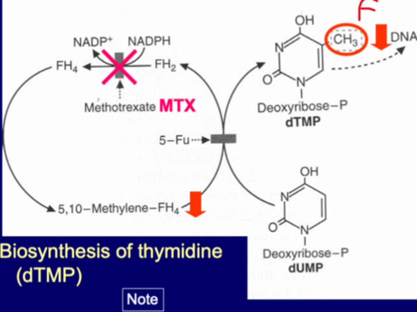 <p>thymidine synthase enzyme<br>-5-FU<br>-if knock out 5FU inhib both dTMP and FH4 pathway<br><br>MTX-inhibitor of FH2-FH4</p>