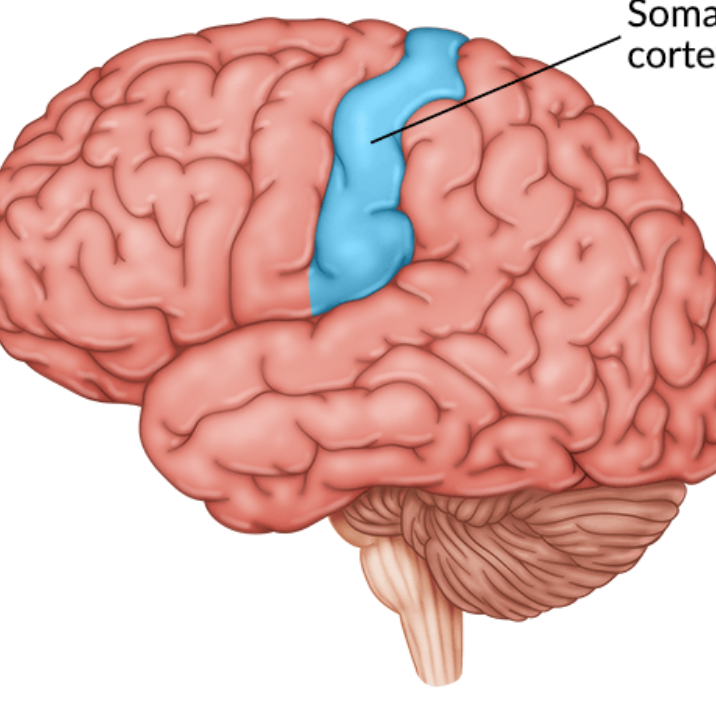 <p>parallel to and touches motor cortex. registers touch, movement and sensations. </p>