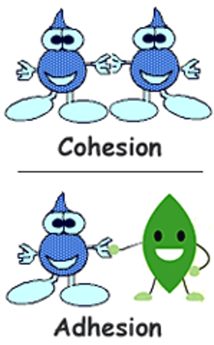 <p>The intermolecular attraction between like molecules. Surface tension results from the cohesive properties of water.</p>