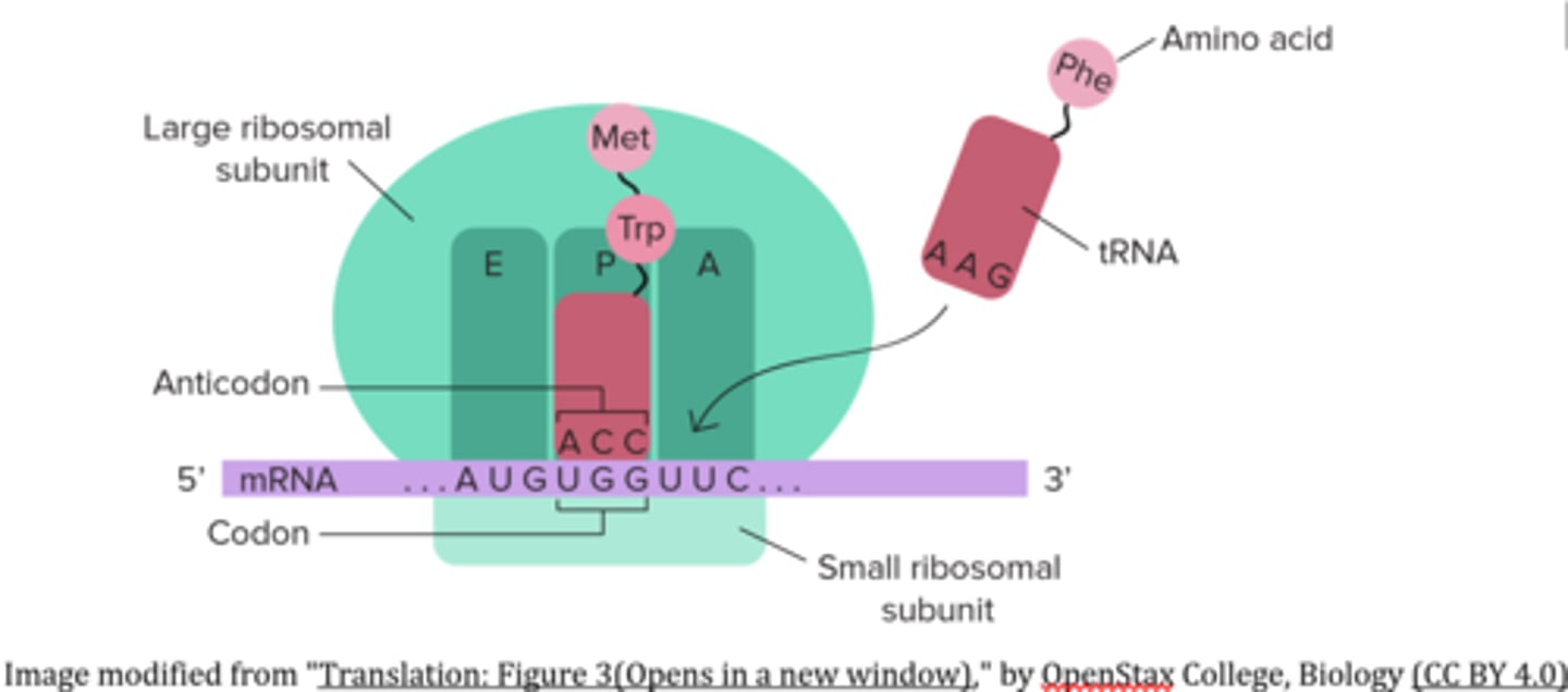 <p>peptide bond; ribosome</p>