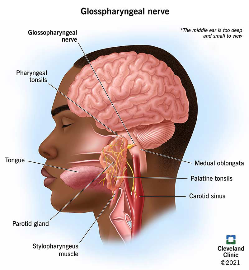 <p>Sensory and motor functions:</p><ul><li><p>sensory (taste) from posterior 1/3 of tongue</p></li><li><p>motor to muscles of pharynx for swallowing and parotid gland for saliva</p></li></ul>
