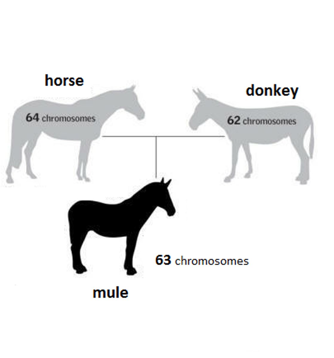 <p>Sterile hybrids due to uneven chromosome number.</p>