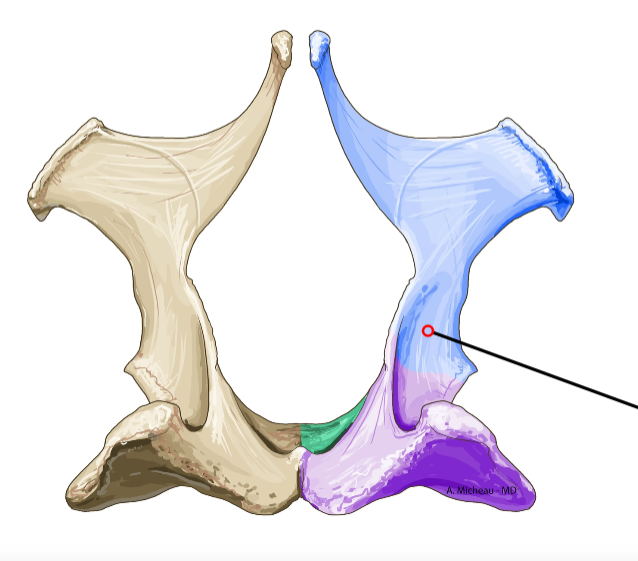 <p>Body of ilium; connects to sacrum.</p>