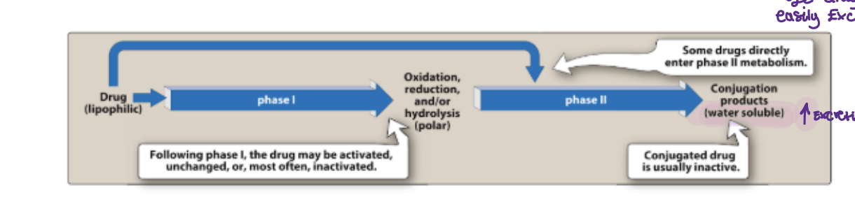 <ul><li><p>Metabolism facilitates the elimination process</p></li><li><p>It tries to modify, change drugs that aren’t easily excreted by adding groups etc </p></li></ul><p></p>