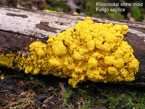 Plasmodial slime molds
Ex: Physarum