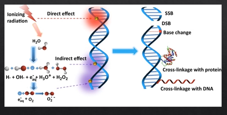 <ul><li><p>direct effect of X rays on DNA molecules&nbsp;</p></li><li><p>minority of DNA damage&nbsp;</p></li></ul><p></p>