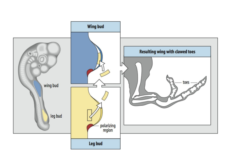 <p>Experiment</p><ol><li><p>Proximal leg </p></li><li><p>put into</p></li><li><p>Distal wing</p></li></ol><p></p><p>Result:</p><ul><li><p>Forms <strong>distal leg</strong></p></li></ul><p>→ Matches new position <strong>but </strong>develop as ind limb</p><p></p><p>Conclusion:</p><ol><li><p>cells are assigned in groups  to make different parts of the organism</p></li><li><p>psotional information in each group in the same→ must be universal cues <strong>but </strong>genetic code they have access to is different</p></li></ol><p></p><p></p>