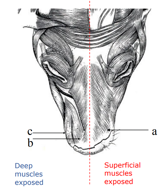 <p>a. Superficial M. - Levator nasolabialis</p><p>b. Deep M. - Levator labii maxillaris</p><p>c. M. - Caninus</p>