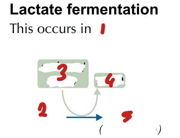 <p>Label the Process of Lactate Fermentation Post-Glycolysis (1→5)</p>