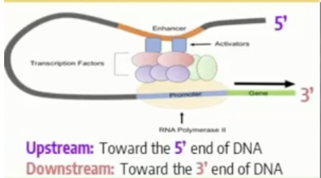 <ul><li><p>positive control is turning on a gene or increasing transcription of a gene</p></li><li><p><u>promoter</u> sequences occur upstream (towards the 5’ end) of the gene, <strong>activators</strong> will bind here so RNA polymerase enzymes can bind and initiate transcription</p></li><li><p>promoter sequences are usually right next to the gene unlike regulatory sequences and enhancer sequences</p></li><li><p><u>Enhancer</u> sequences can occur towards the 5’ or 3’ end of a gene and allow activator proteins to bind to them and interact with transcription factors to promote RNA polymerase binding which sometimes increases the amount of mRNA being made</p></li></ul>