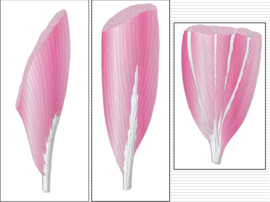 <p>Arranged obliquely to their tendons in a manner similar to a feather </p><p>Have shorter fibers </p><p>Arrangement increases the cross-sectional area of the muscle - increasing the power </p><p>More strength - not as broad as range of motion </p>
