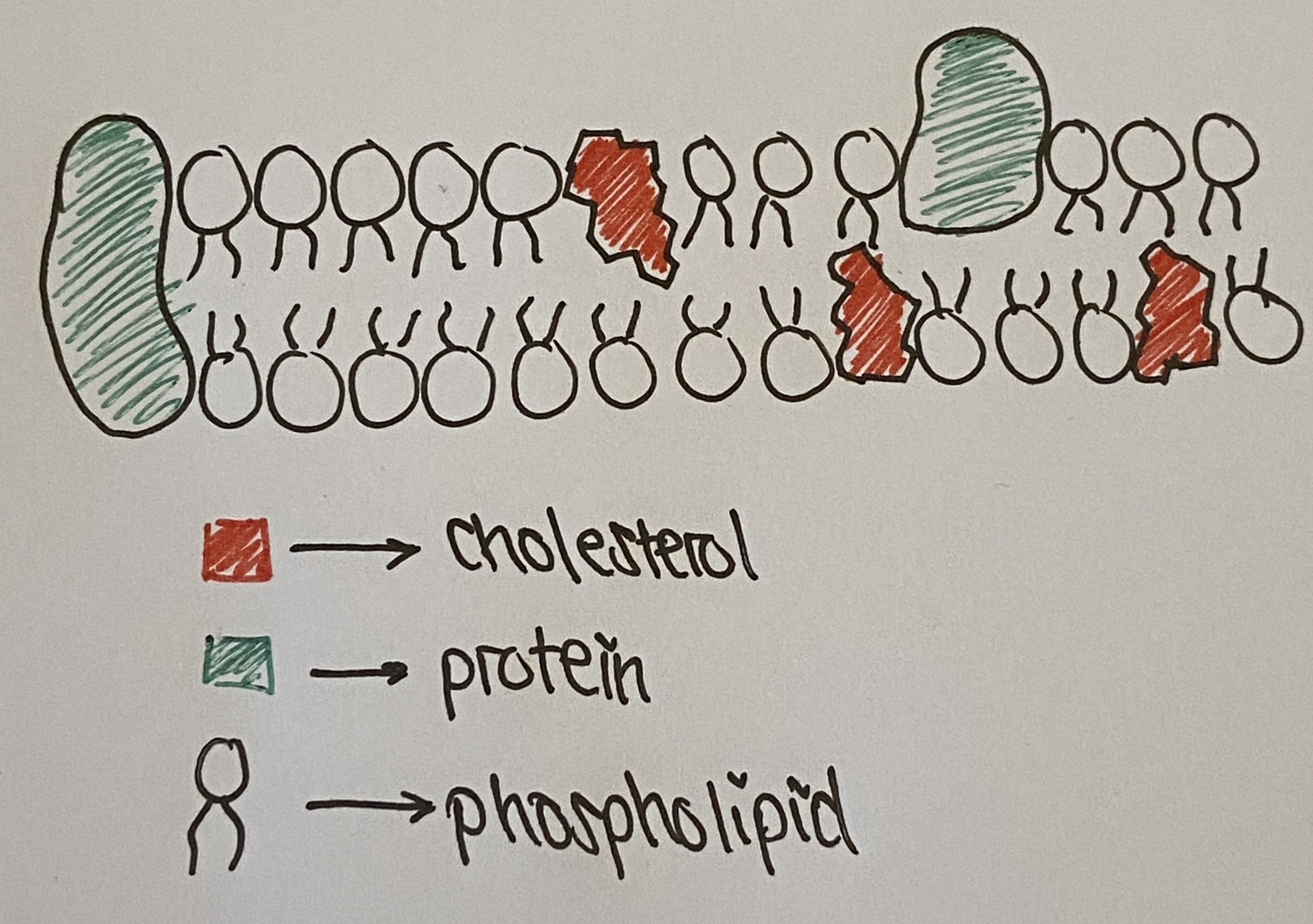 <p>(draw and label)</p>
