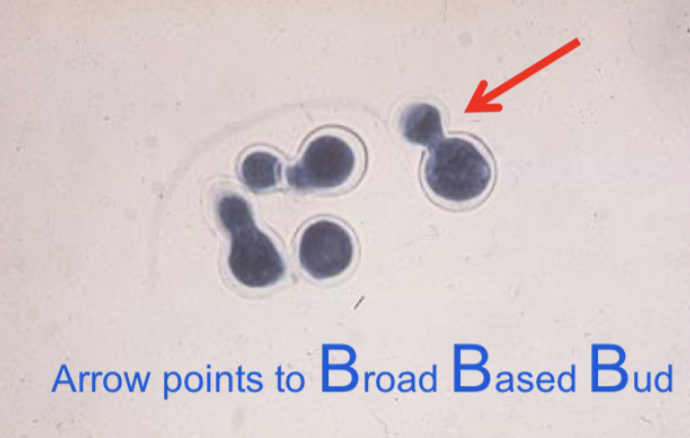 <p>A fungus with short stems and small conidia on the end, resembling lollipops. Usually diagnosed by distinct yeast form. Broad Based Bud</p>
