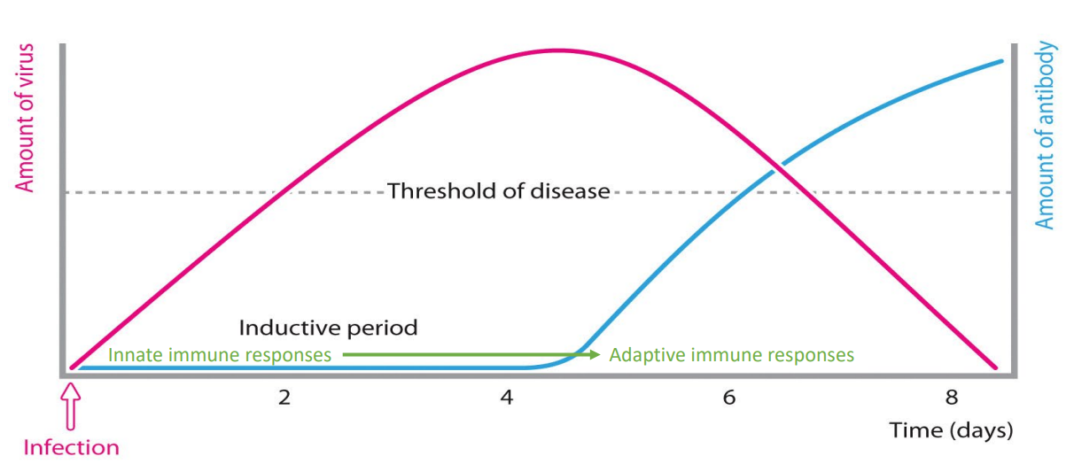 <p>Successful adaptive response culminates in elimination of pathogen</p>