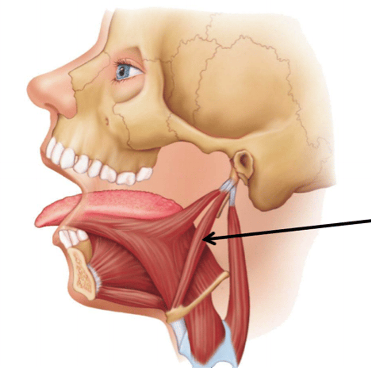 <p>styloid process of temporal bone</p>