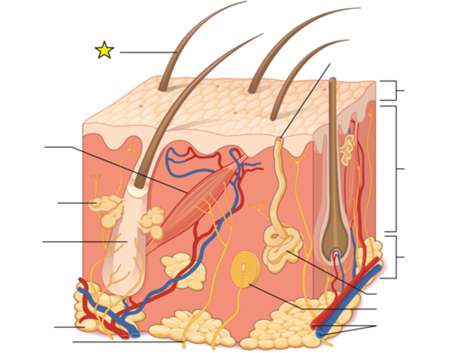 <p>The part of the hair not anchored to the follicle, and much of this is exposed at the skin's surface.</p>
