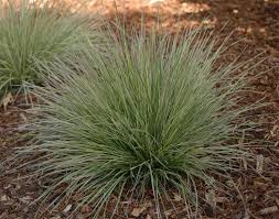 <p>Deschampsia&nbsp;‘Northern Lights’ Grass (Tufted Hair Grass)</p>