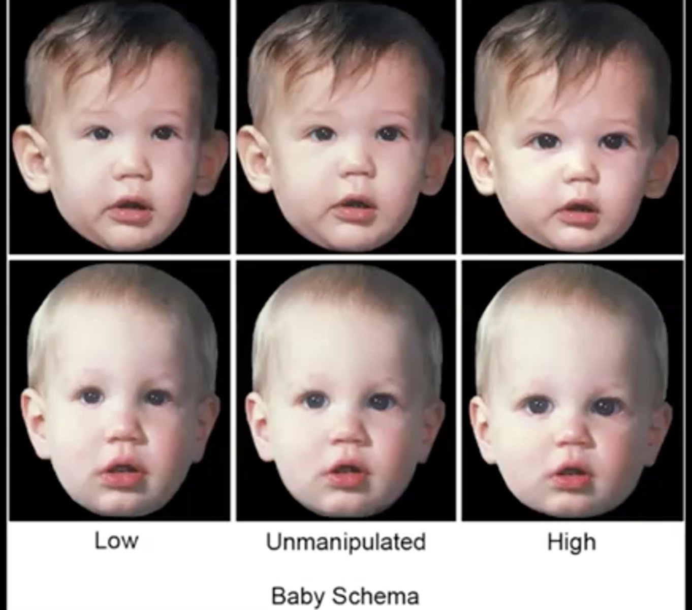 <p>large head relative to body, high and protruding forehead, large eyes, chubby cheek, small nose and mouth, short and thick extremities, plump body shape</p><p></p><p>**<strong>we have evolved to respond to these to trigger the need to nurture</strong></p>