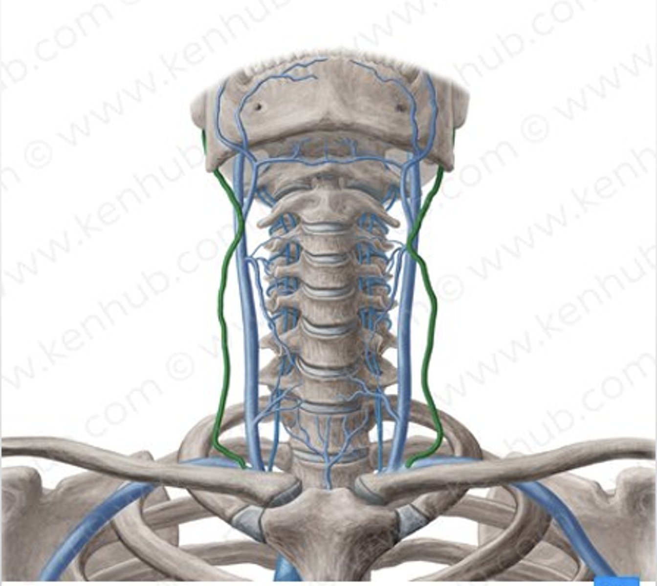 <p>Drains blood from the anterior neck</p><p>on the front side</p>