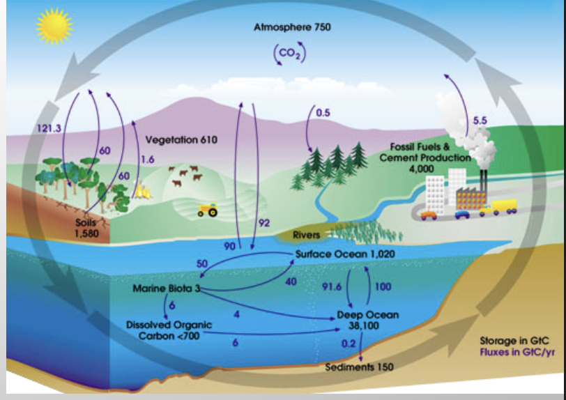 <ul><li><p>regulates climate through amount of carbon in atmosphere</p></li><li><p>when fossil fuels are burned carbon is transferred out of stores and into the atmosphere → affects climate</p></li><li><p>fires and other disasters that occur from deforestation and climate change add CO2 to atmosphere (but also lets some environments recover)</p></li></ul><p></p>