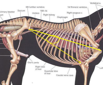 <ul><li><p>subclinical dz → common</p></li><li><p><strong>No gallbladder, constant flow of bile into duodenum</strong></p><ul><li><p>Holds 10% of BV</p></li><li><p>Considerable regeneration potential </p></li><li><p><u>large reserve capacity</u> → sig. liver dz w/out CS</p></li></ul></li><li><p><span style="background-color: transparent;"><strong>Et: </strong>Disruption in protein, carb, lipid metabolism</span></p><ul><li><p><span style="background-color: transparent;"><u>poor detoxification, </u><strong><u>↓ </u></strong><u>vit/mineral storage, </u><strong><u>↑ </u></strong><u>ammonia & toxins, hepatic encephalopathy</u></span></p></li></ul></li></ul><ul><li><p><span style="background-color: transparent;"><strong>Cs: </strong>Lethargy, anorexia, </span><span style="background-color: transparent; color: red;">fever, depression, colic, </span><span style="background-color: transparent;">endotoxemia, diarrhea, <strong><u>encephalopathy</u></strong>, </span><span style="background-color: transparent; color: red;"><strong>jaundice</strong>,</span><span style="background-color: transparent;"> <strong><u>photosensitization</u></strong>, ventral edema, hemolysis, laryngeal paralysis,<u> loss of BCS(chronic)</u></span></p><ul><li><p><span style="color: red;">Ddx: biliary obx w/ R colon disp = no fever</span></p></li></ul></li></ul><ul><li><p><span style="background-color: transparent;"><strong>Dt: </strong></span><span style="background-color: transparent; color: purple;"><strong>↑ SDH/AST (hepatocellular injury), ↑ GGT (biliary dz),</strong></span><span style="background-color: transparent;">      </span><span style="background-color: transparent; color: red;">↑ billirubin(jaundice), <strong>↑ bile acid</strong>s</span><span style="background-color: transparent;">,</span><span style="background-color: transparent; color: purple;"> <strong>↓ </strong>glucose, <strong>↓</strong> BUN,</span><span style="background-color: transparent;"> <strong>↑</strong> ammonia, </span><span style="background-color: transparent; color: purple;"><strong>↓</strong> albumin</span><span style="background-color: transparent;">, <strong>↑</strong> globulins, </span><span style="background-color: transparent; color: purple;">prolonged clotting times</span><span style="background-color: transparent;">, ↑ <strong>fibrinogen, ↑ PCV, </strong> </span><span style="background-color: transparent; color: red;">imaging/US, biopsy</span></p><ul><li><p><span style="background-color: transparent;"><strong>↑ </strong></span>AST alone = mm injury / rhabdomyolysis</p></li><li><p><span style="color: red;"><strong>Hemolysis & hemoglobinuria = end stage</strong></span>!</p></li></ul></li><li><p><span style="background-color: transparent;"><strong>Tx: tx specific dz!, out of sunlight, </strong>Fluids (K+, dextrose), propofol, detomidine, <strong>↓ </strong>protein + <strong>↑</strong> CHO diet, lactulose, neomycin, mineral oil, sedation as needed</span></p></li><li><p><span style="background-color: transparent;"><strong>Reactive hepatopathy = 2ndary</strong> hepatopathy </span></p></li></ul><p></p>