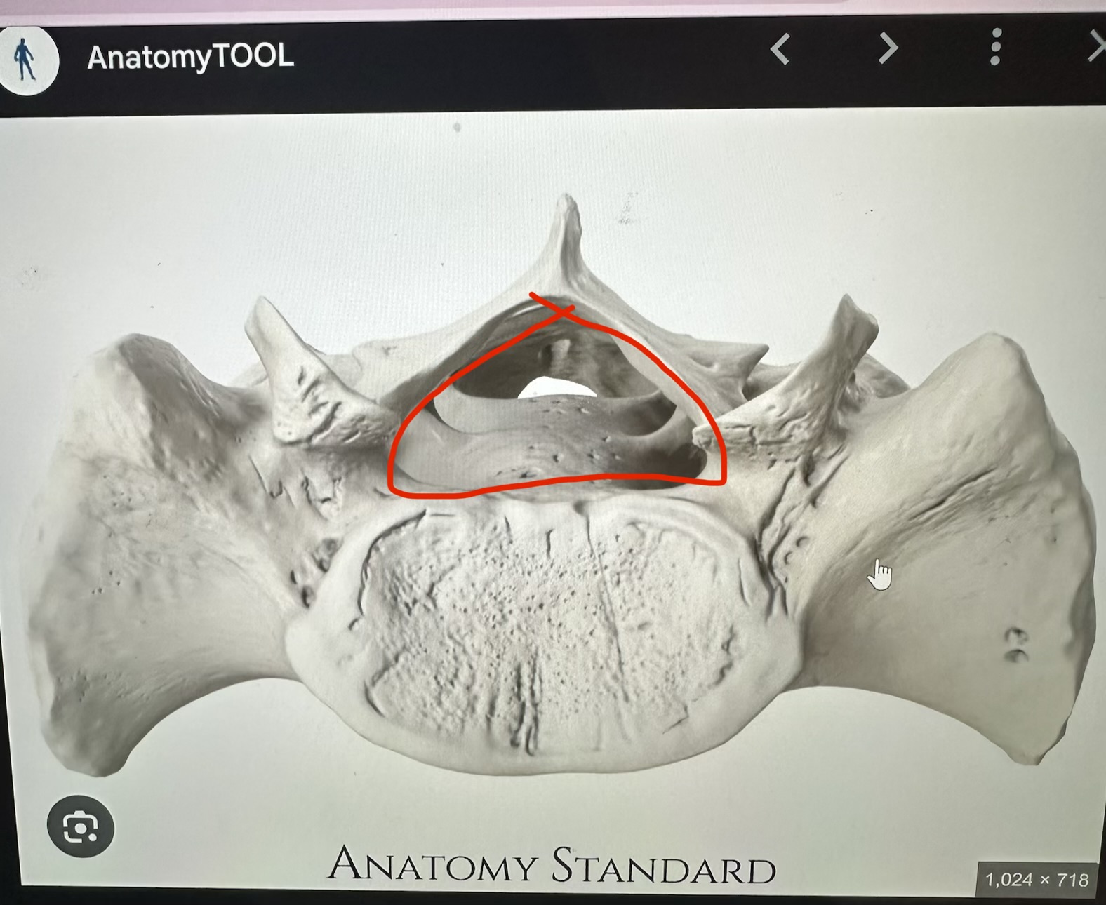 <p>sacrum, triangular hole through top</p>