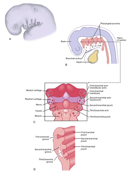<ul><li><p>primitive pharynx</p></li><li><p>the brachial (pharyngeal) apparatus</p></li></ul><p></p>