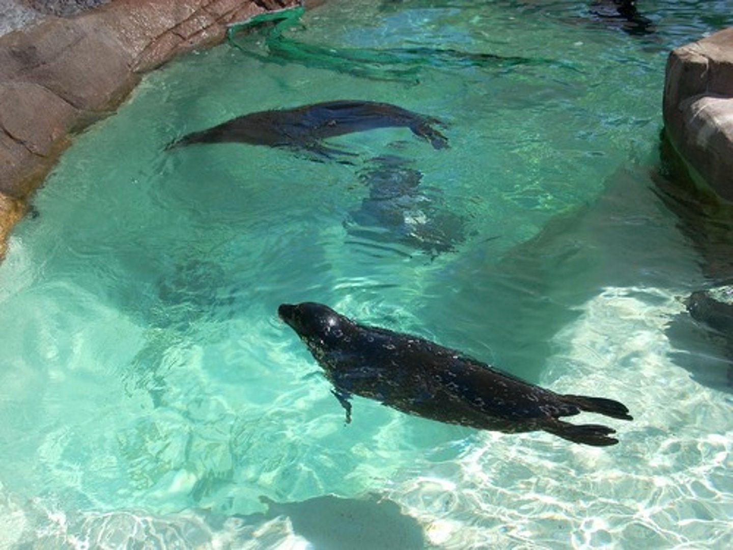 <p>an aquatic carnivore, such as a seal; uses modified limbs (flippers) to navigate through the water</p>