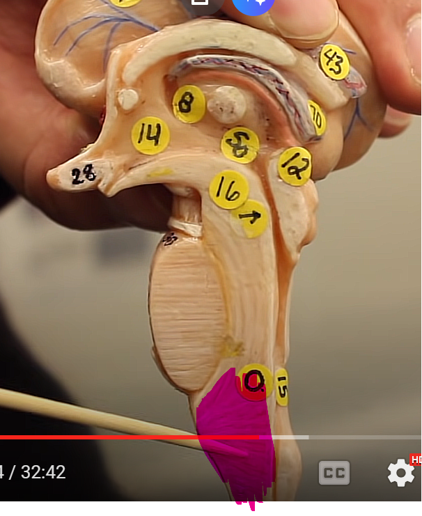 <p>brainstem organization pg.~458</p><p>what is this structure of the midbrain</p>