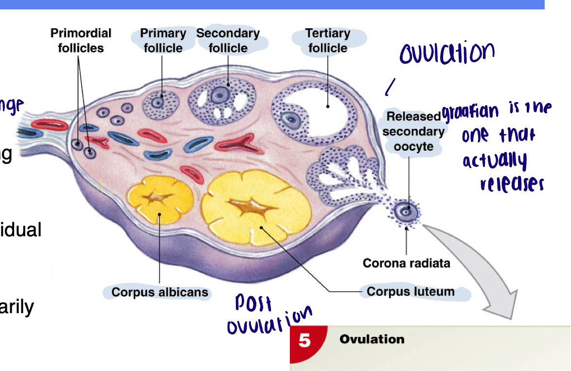 <ul><li><p>Outer cortex and inner medulla</p><ul><li><p> Medulla: blood/lymph vessels</p></li></ul></li><li><p>Cortex contains:</p><ul><li><p>Follicles: an oocyte with surrounding cells (granulosa and theca cells)</p></li><li><p>Corpus luteum “yellow body”: residual structure remaining after a follicle empties its oocytes during ovulation </p><ul><li><p>Produces hormones (primarily progesterone) </p></li></ul></li><li><p>Corpus albicans “white body”: residual structure formed when corpus luteum breaks down and is no longer functional </p></li></ul></li></ul><p></p>