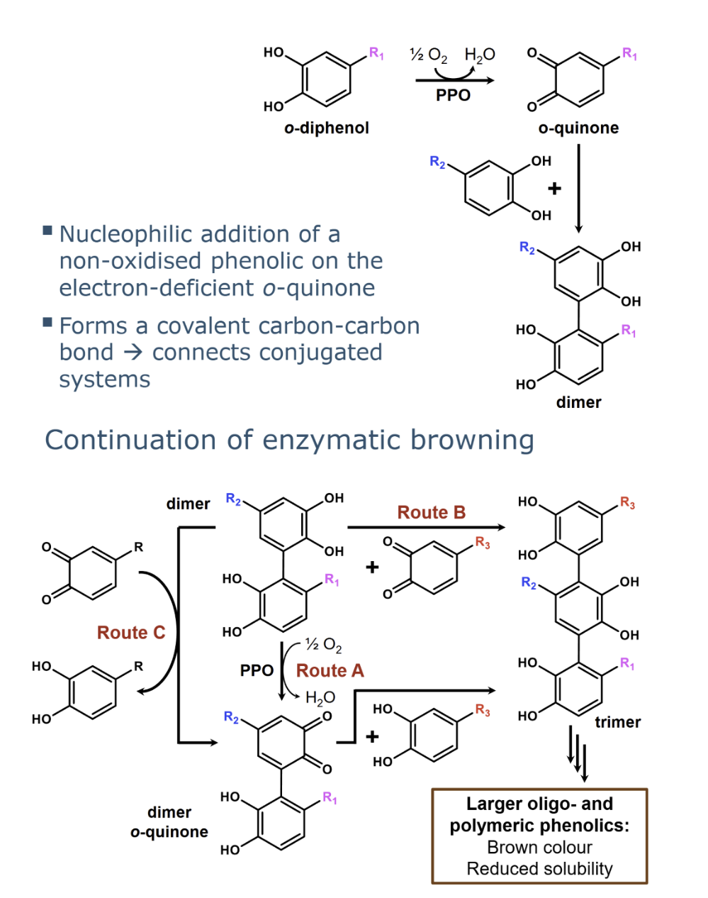 <p><span style="background-color: inherit; line-height: 21.85px; color: windowtext;"><strong><span>Route C</span></strong><span>. Coupled oxidation, the dimer is oxidised by an o-quinone. In this process this o-quinone is</span></span><span style="line-height: 21.85px; color: windowtext;"><span>&nbsp;<br></span></span><span style="background-color: inherit; line-height: 21.85px; color: windowtext;"><span>reduced to an o-diphenol while simultaneously forming the dimer o-quinone. The dimer o-</span></span><span style="line-height: 21.85px; color: windowtext;"><span>&nbsp;<br></span></span><span style="background-color: inherit; line-height: 21.85px; color: windowtext;"><span>quinone can then react with a non-oxidised phenolic</span></span></p>
