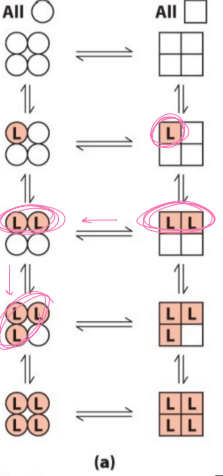 <p>in the concerted enzyme theory diagram…</p>