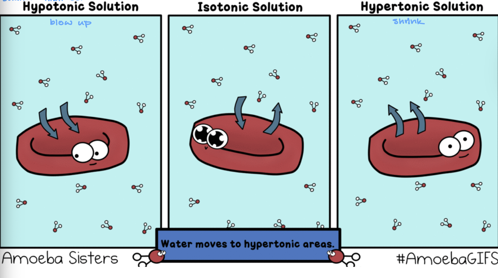 <ul><li><p>hypotonic</p></li><li><p>isotonic</p></li><li><p>hypertonic</p></li></ul><p></p>