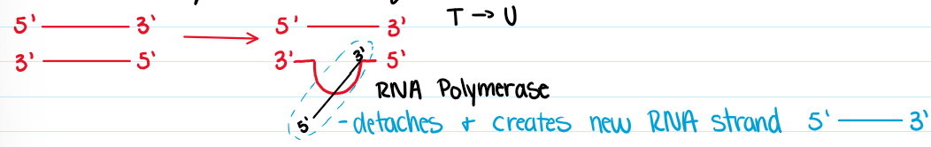 <p>DNA → RNA</p><p>Direction: 5’ → 3’</p><p>RNA polymerase; sense vs anti-sense</p><p>Stopping</p><p>Post-transcriptional modifications (hnRNA → mRNA)</p>