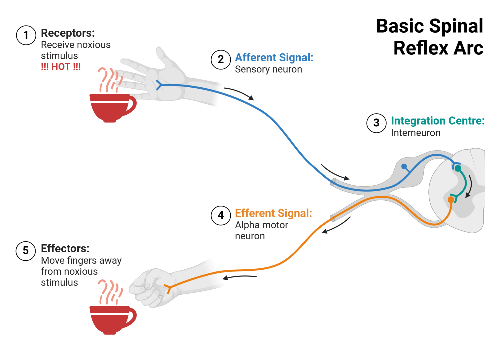 <p>motor overrides sensory (e.g. matters more to run away than feel pain) </p>
