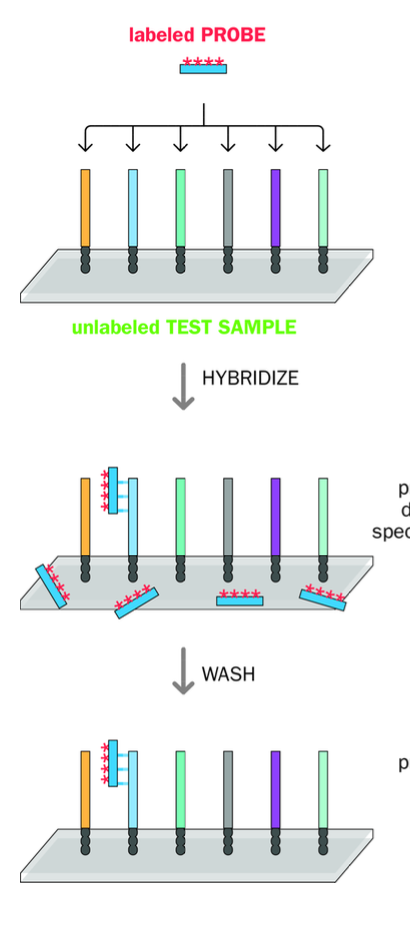 <p>Denatured dna samples on <strong>SOLID SUPPORTS - unlabelled </strong></p><p>Denatured + exposed to aqueous solution of denatured labelled nucleic acid probe</p><p></p><p>Partially complementary sequences of labelled dna probe will bind to sample dna sequences </p><p></p><p>Other labelled sequences not bound - bound at incorrect locations </p><p>-CAN BE WASHED OFF </p><p></p><p>-Bound nucleic acids can be visualised in this way  </p>