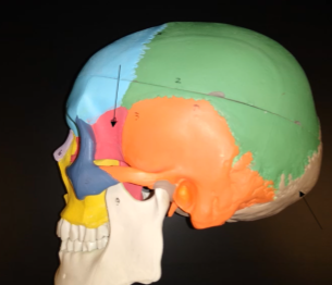 <p>What bone is this (red region)?</p>