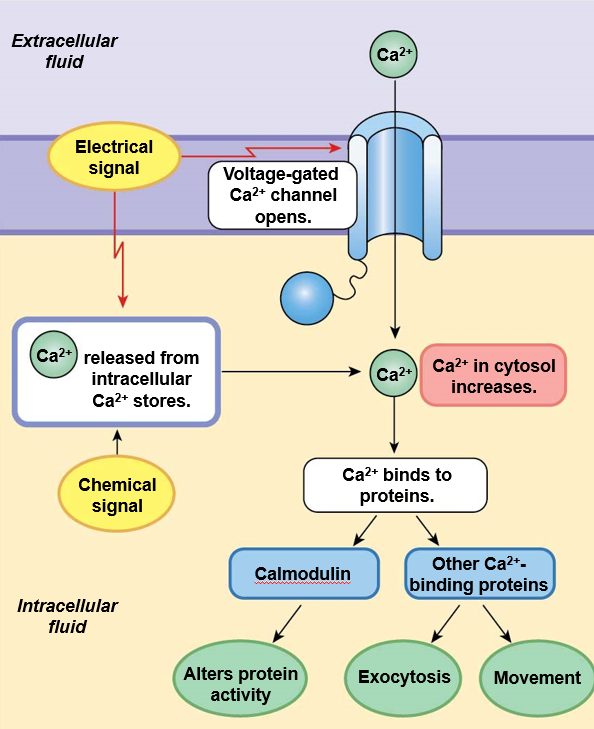 <ul><li><p>inside the cell - stored in <strong>endoplasmic reticulum</strong></p><ul><li><p>released from intracellular compartments through <strong>second messengers</strong></p></li></ul></li><li><p>enters the cell through <strong>gated channels</strong></p></li><li><p>binds to other proteins - calmodulin, etc.</p></li></ul>