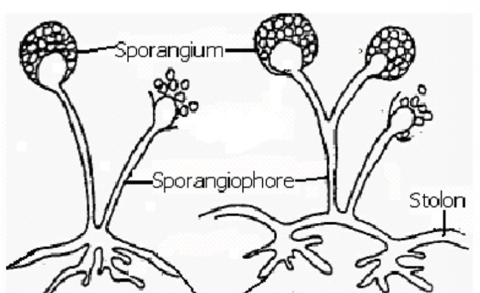 <p>Which structure is formed from submerged hyphae aerial hyphae </p>