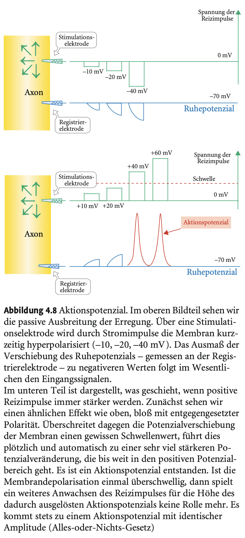 <p>Ein Reiz unterhalb der Schwelle erzeugt kein AP.</p><p>Oberhalb: Immer gleich starke APs – unabhängig von Reizstärke (also nicht ein linearer Anstieg). Nur die Frequenz kann variieren.</p>