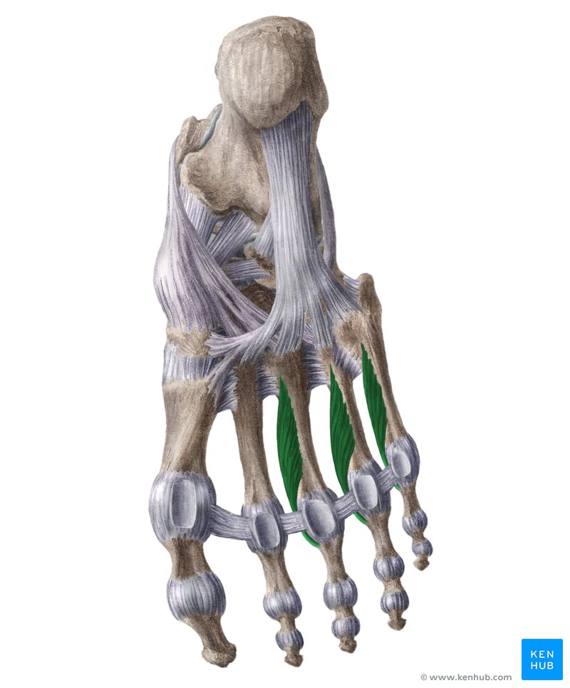 <p>Plantar aspect of the medial sides of the shafts of the metatarsals 3-5</p>