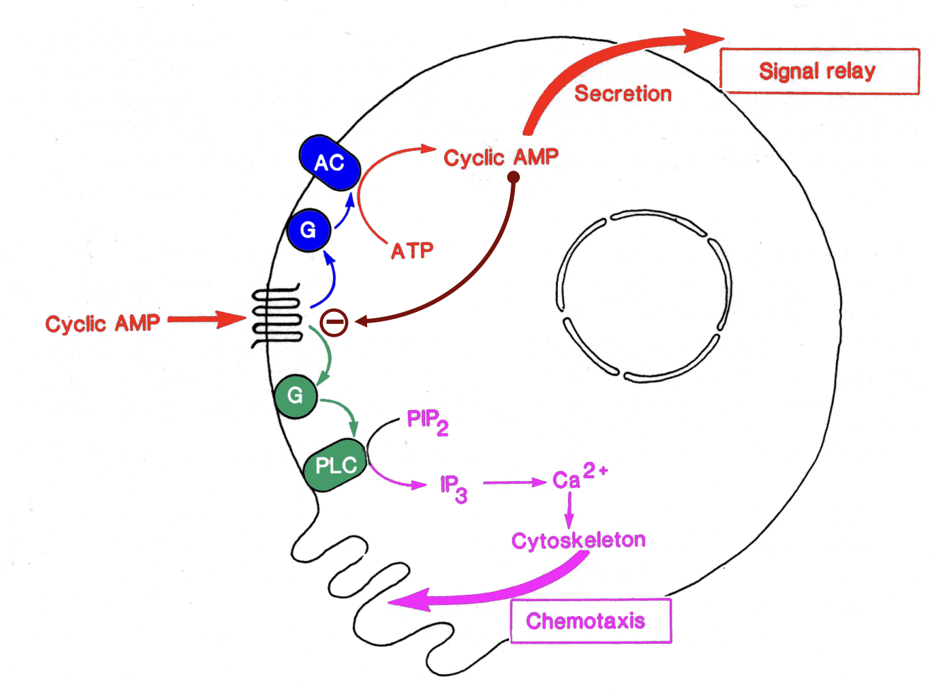 <ol><li><p>Only are points in the cell with highest cAMP still there</p></li><li><p>activates Gq recetpros→ PLC→ PIP2→ IP3 +DAG</p></li><li><p>IP3→ Ca2+ cytoskeleton</p></li><li><p>Chemotaxis</p></li><li><p>elongation of the pseodpods</p></li></ol><p>This process has been tested with mathematical models</p><p></p>