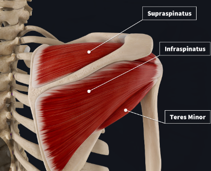 <p>Posterior View of RC: </p>